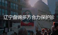 辽宁盘锦多方合力保护珍稀物种 让黑嘴鸥在这里惬意栖居