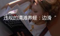 违规的清滩养蛏：边滑“泥橇”边下农药