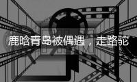鹿晗青岛被偶遇	，走路驼背高低肩像老头，未戴口罩买奶茶浑身松弛