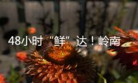 48小时“鲜”达！岭南荔枝香飘迪拜