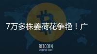 7万多株姜荷花争艳！广州白云第三届姜荷花文化节本周五开幕