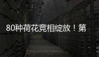 80种荷花竞相绽放
！第三届横琴荷花节启幕