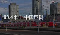 83.4米！ 中国巨树首次攀测综合科考完成