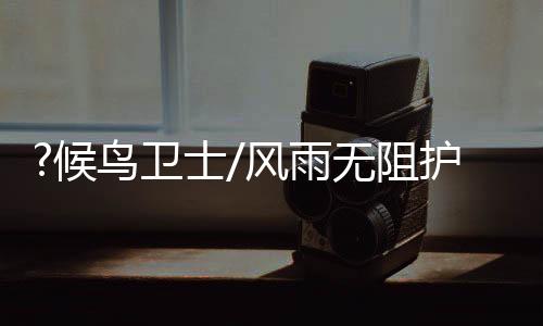 是过冬客鄱阳湖岸边候鸟卫士