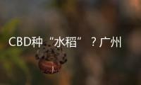 CBD种“水稻”
？广州珠江新城这座大厦引发网友好奇围观