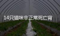 14只猫咪非正常死亡背后
，警惕“踢猫效应”