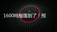 1600吨榴莲到了！预计本月中下旬降价